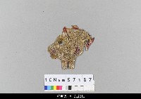 藏品(中國湖北皮影戲偶頭-動物)的圖片